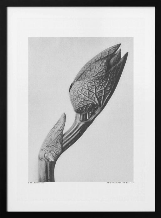 Aristolochia clematitis Framed Art Modern Wall Decor