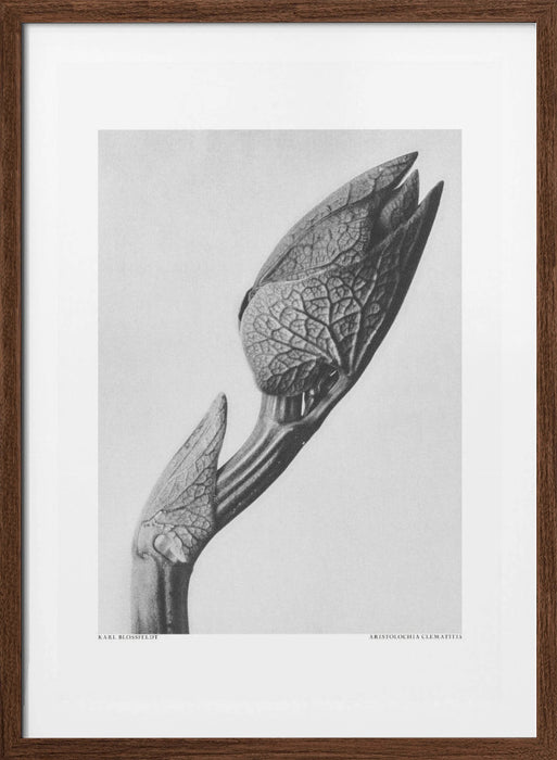 Aristolochia clematitis Framed Art Modern Wall Decor