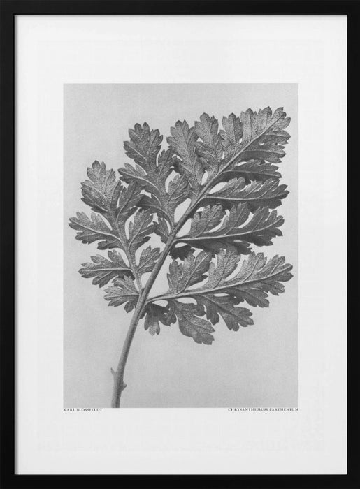 Chrysanthemum parthenium Framed Art Modern Wall Decor