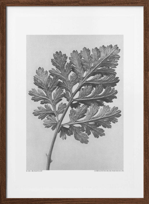 Chrysanthemum parthenium Framed Art Modern Wall Decor