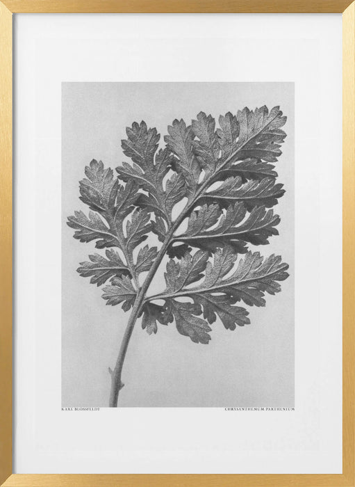 Chrysanthemum parthenium Framed Art Modern Wall Decor