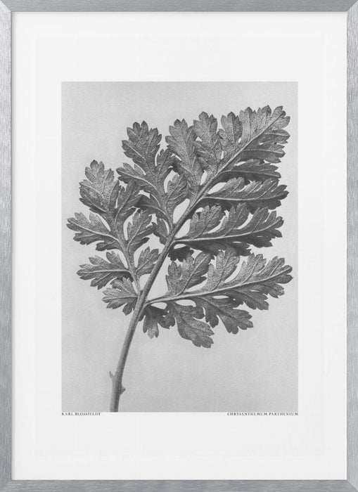 Chrysanthemum parthenium Framed Art Modern Wall Decor