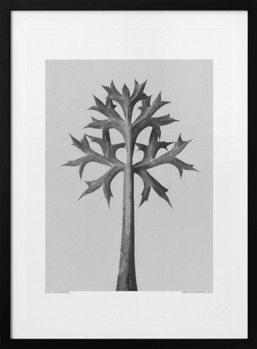 Eryngium Bourgatii Framed Art Modern Wall Decor