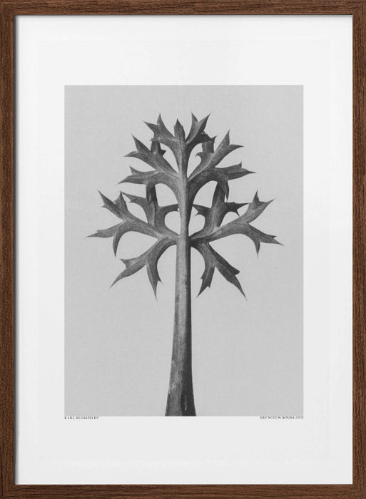 Eryngium Bourgatii Framed Art Modern Wall Decor