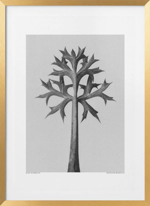 Eryngium Bourgatii Framed Art Modern Wall Decor