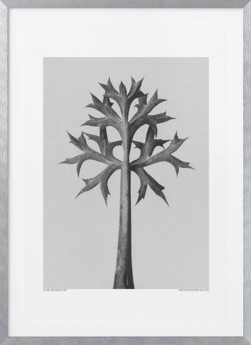 Eryngium Bourgatii Framed Art Modern Wall Decor