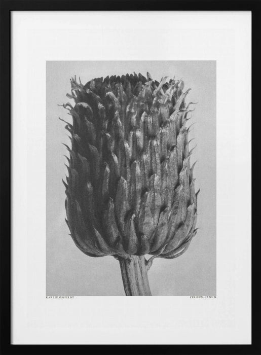 Cirsium Canum (Thistle) Framed Art Modern Wall Decor