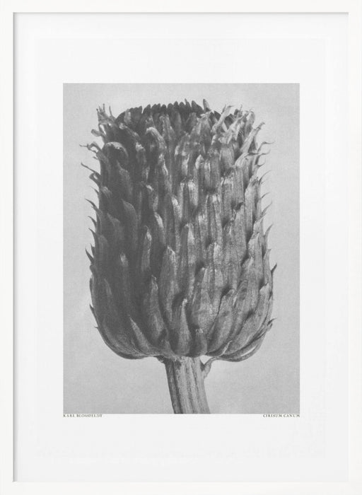 Cirsium Canum (Thistle) Framed Art Modern Wall Decor