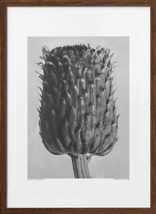 Cirsium Canum (Thistle) Framed Art Modern Wall Decor