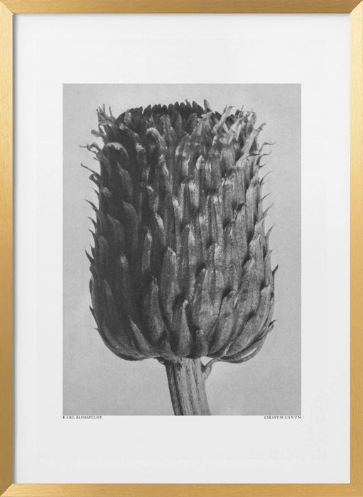 Cirsium Canum (Thistle) Framed Art Modern Wall Decor