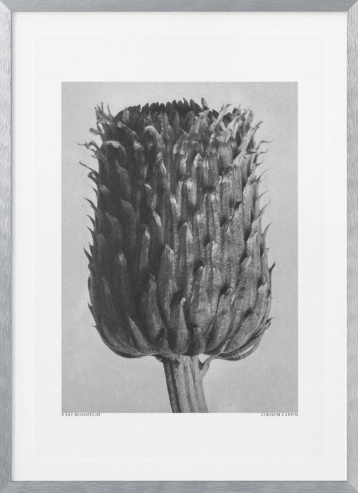 Cirsium Canum (Thistle) Framed Art Modern Wall Decor