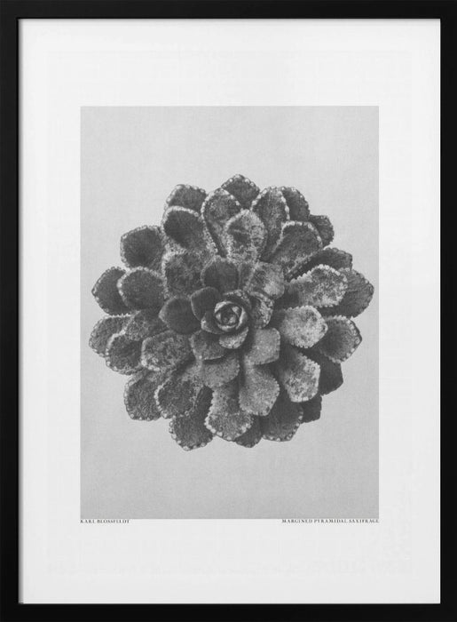 Margined Pyramidal Saxifrage Framed Art Modern Wall Decor