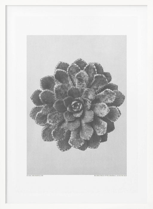 Margined Pyramidal Saxifrage Framed Art Modern Wall Decor