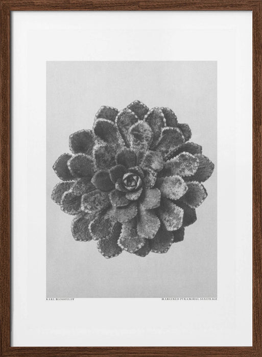 Margined Pyramidal Saxifrage Framed Art Modern Wall Decor