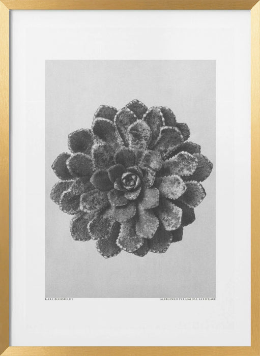 Margined Pyramidal Saxifrage Framed Art Modern Wall Decor