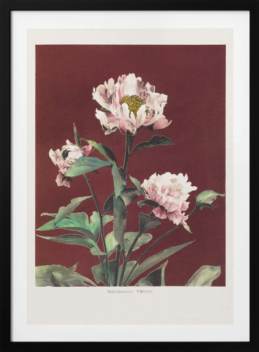 Hærdaceous Peony no2 Framed Art Modern Wall Decor