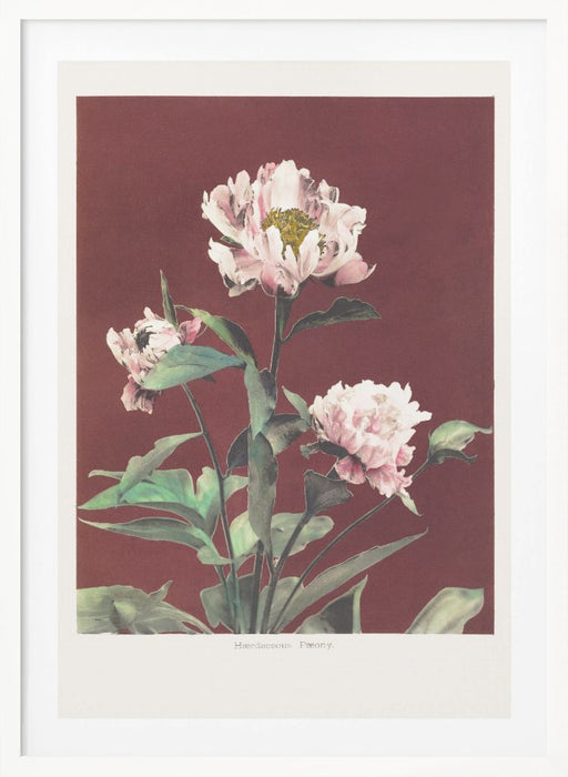 Hærdaceous Peony no2 Framed Art Modern Wall Decor