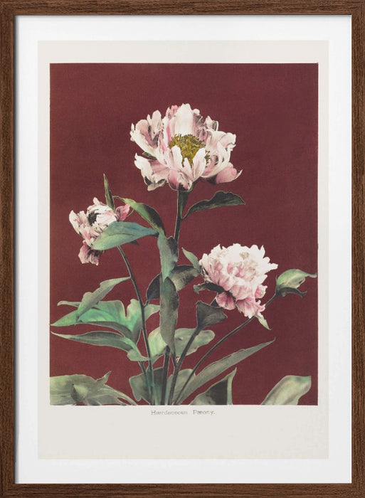 Hærdaceous Peony no2 Framed Art Modern Wall Decor