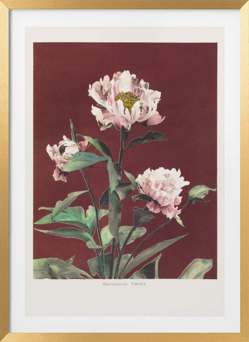 Hærdaceous Peony no2 Framed Art Modern Wall Decor