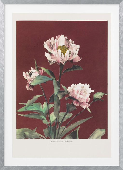 Hærdaceous Peony no2 Framed Art Modern Wall Decor