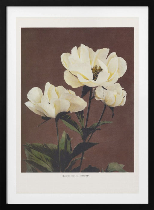 Hærdaceous Peony Framed Art Modern Wall Decor