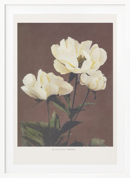 Hærdaceous Peony Framed Art Modern Wall Decor