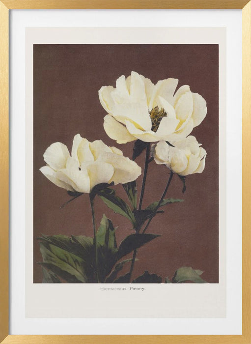 Hærdaceous Peony Framed Art Modern Wall Decor