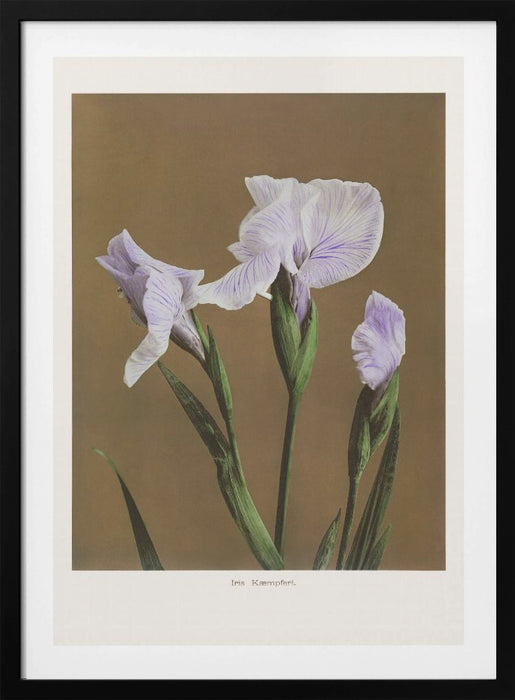 Iris Kæmpferi no2 Framed Art Modern Wall Decor