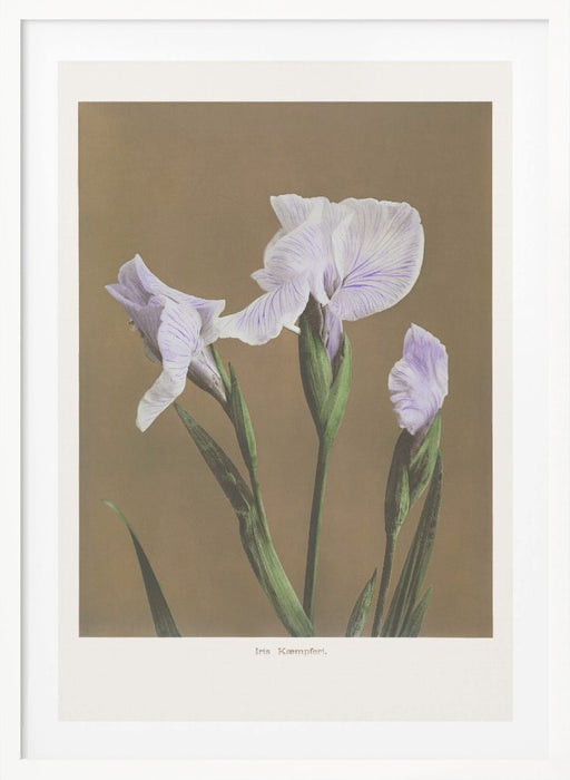 Iris Kæmpferi no2 Framed Art Modern Wall Decor