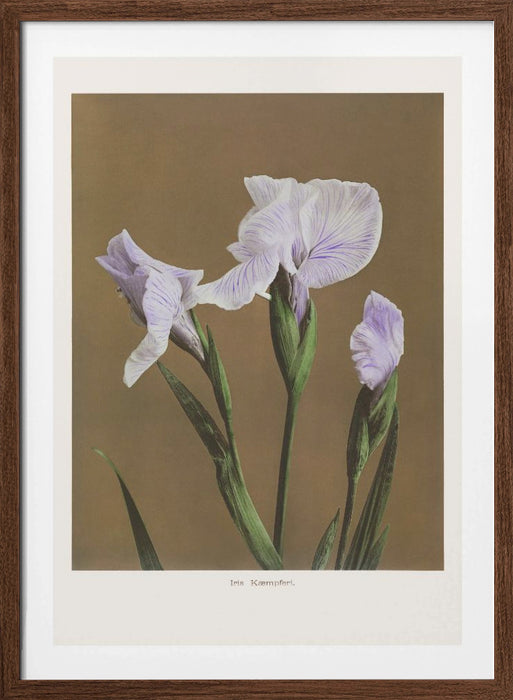 Iris Kæmpferi no2 Framed Art Modern Wall Decor