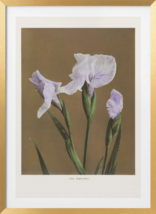 Iris Kæmpferi no2 Framed Art Modern Wall Decor