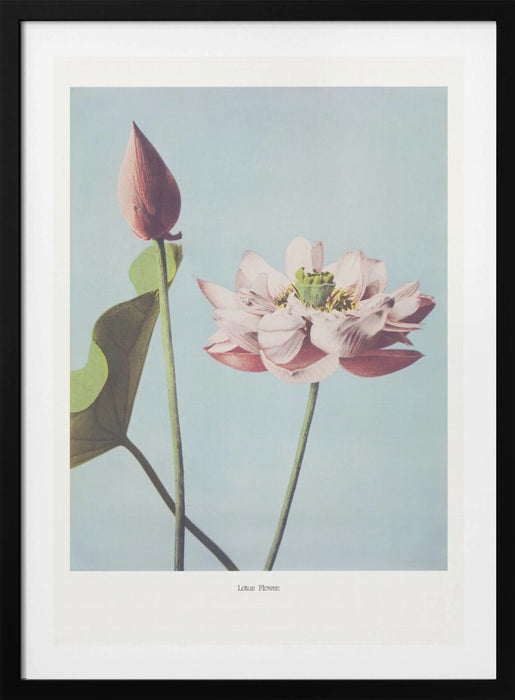 Lotus Flowers Framed Art Modern Wall Decor