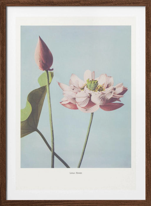 Lotus Flowers Framed Art Modern Wall Decor