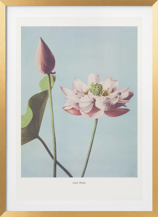 Lotus Flowers Framed Art Modern Wall Decor