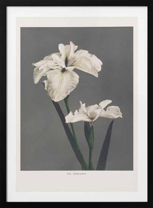 Iris Kæmpferi Framed Art Modern Wall Decor