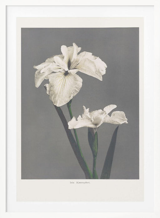 Iris Kæmpferi Framed Art Modern Wall Decor