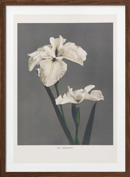 Iris Kæmpferi Framed Art Modern Wall Decor