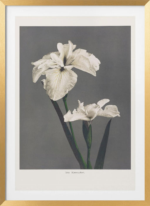 Iris Kæmpferi Framed Art Modern Wall Decor