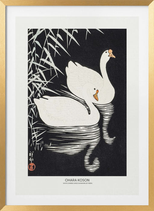 White Chinese Geese Swimming by Reeds Framed Art Modern Wall Decor