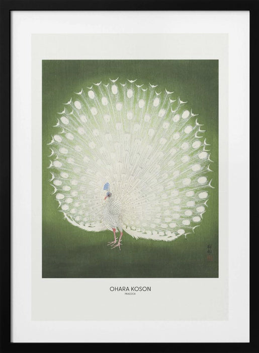 Peacock - Wide Framed Art Wall Decor