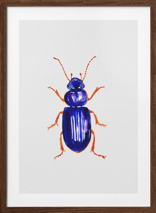 Ophonus minimus Framed Art Wall Decor