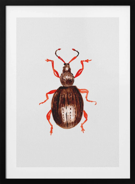 Strawberry root weevil  or Otiorhynchus ovatus Framed Art Wall Decor