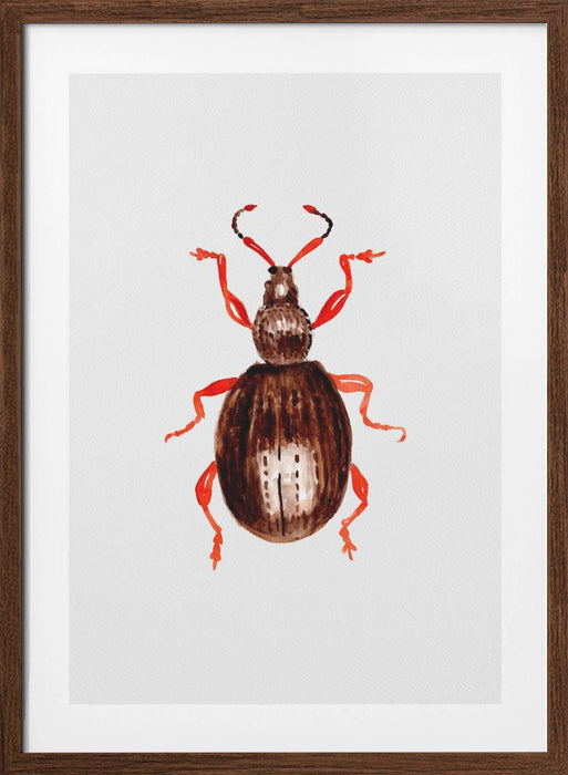 Strawberry root weevil  or Otiorhynchus ovatus Framed Art Wall Decor