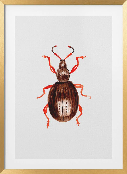 Strawberry root weevil  or Otiorhynchus ovatus Framed Art Wall Decor