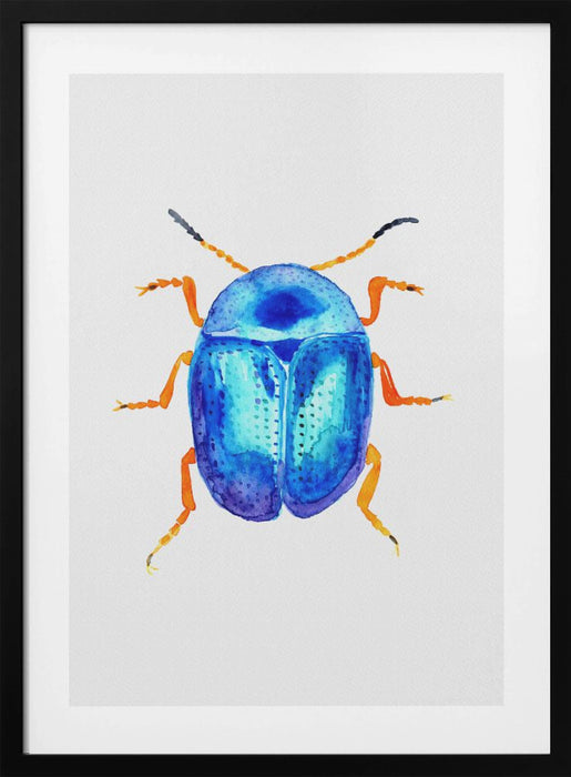 Blue leaf beetle or Colaphus sophiae Framed Art Wall Decor