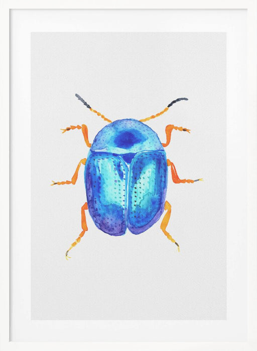 Blue leaf beetle or Colaphus sophiae Framed Art Wall Decor