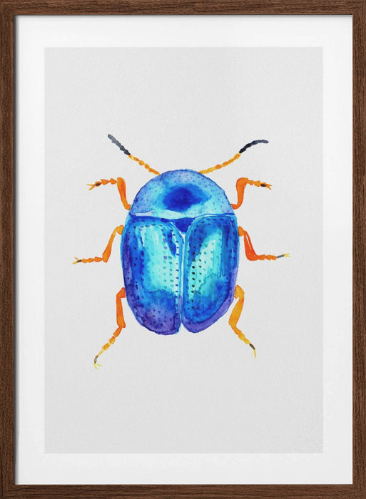 Blue leaf beetle or Colaphus sophiae Framed Art Wall Decor