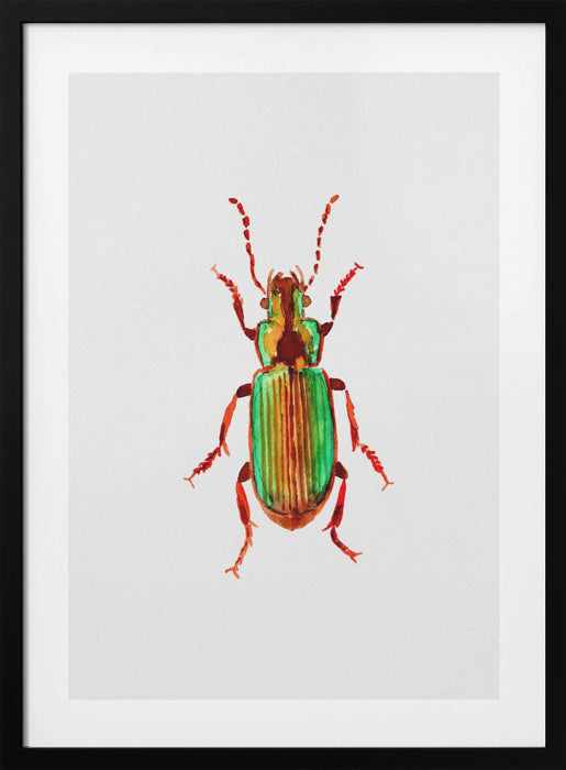 Carabidae ground beetle or Harpalus distinguendus Framed Art Wall Decor