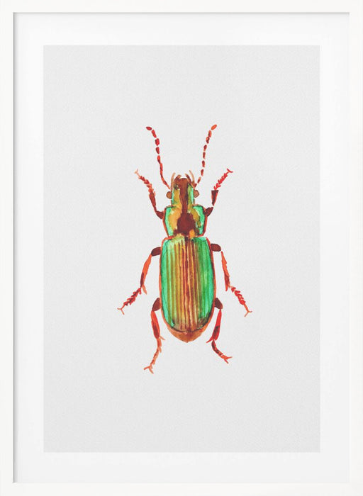 Carabidae ground beetle or Harpalus distinguendus Framed Art Wall Decor