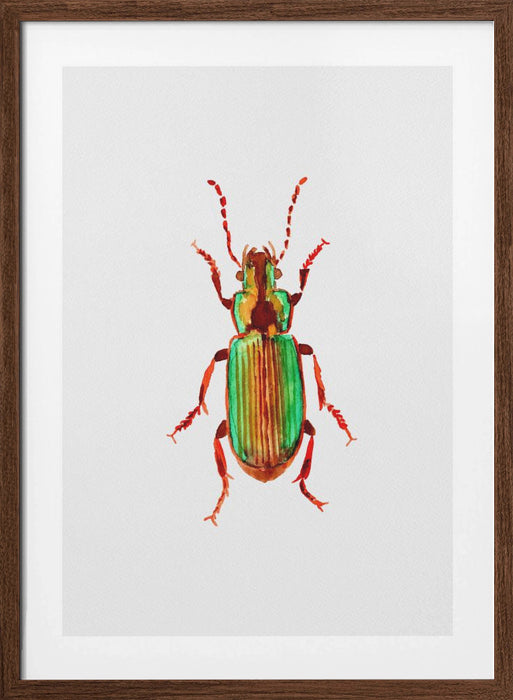 Carabidae ground beetle or Harpalus distinguendus Framed Art Wall Decor